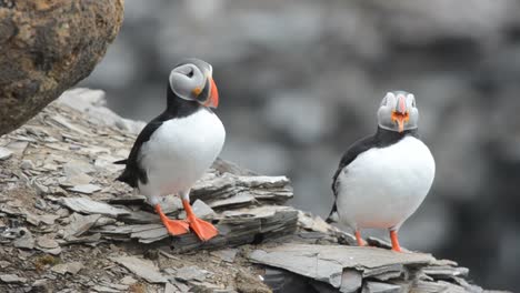 A-pair-of-Atlantic-Puffins-during-a-courtship-dance-on-in-Krossfjorden-on-Spitsbergen-in-the-Svalbard-Archipelago-Norway-1