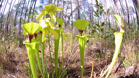 Wide-angle-pan-of-carnivorous-Yellow-Flytrap-leaf-in-Moody-Forest-Natural-Area
