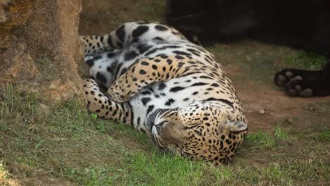Leopard-Acostado