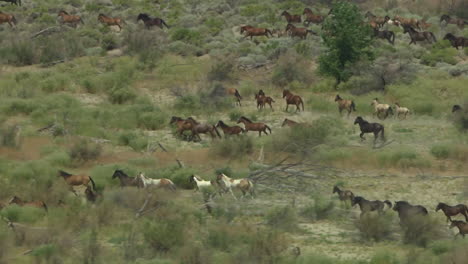 An-Aerial-Of-Wild-Horses-Running