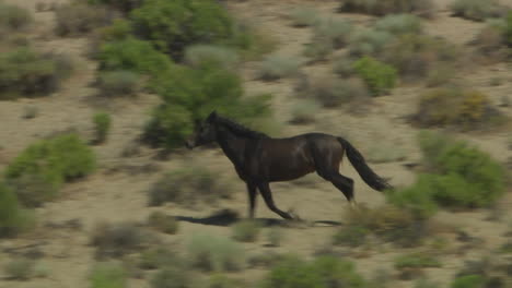 An-Aerial-Of-A-Wild-Horse-Running