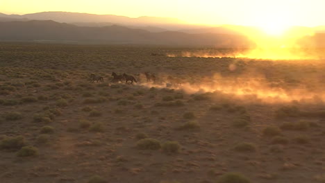 Sehr-Gute-Antenne-Von-Wildpferden,-Die-Gegen-Sonnenuntergang-Laufen