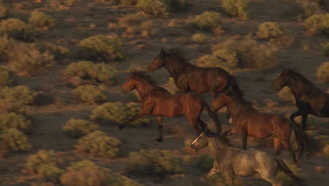 An-Aerial-Of-Wild-Horses-Running-4