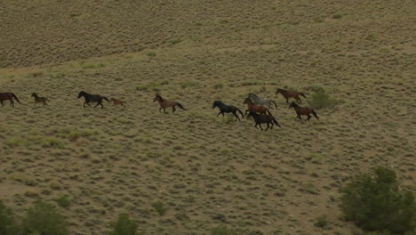 An-Aerial-Of-Wild-Horses-Running-5