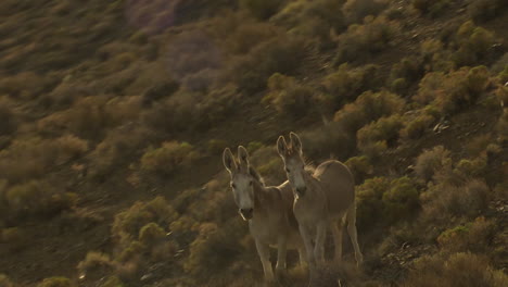 An-Aerial-Of-Wild-Burros-Or-Donkeys-On-A-Cliff