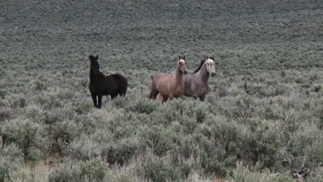Wildpferde-Grasen-Im-Offenen-Weideland-In-Wyoming-1