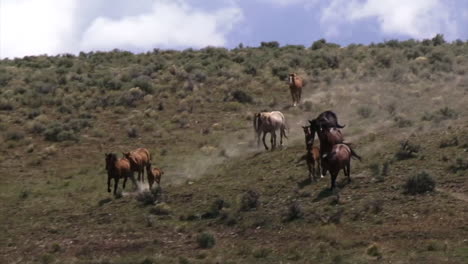 Wildpferde-Grasen-Im-Offenen-Weideland-In-Wyoming-2