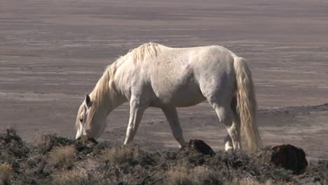 Wild-Horses-Graze-In-Open-Rangeland-In-The-Western-States-1