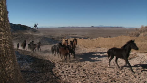 The-Bureau-Of-Land-Management-Rounds-Up-Wild-Horses-Using-Helicopters-1