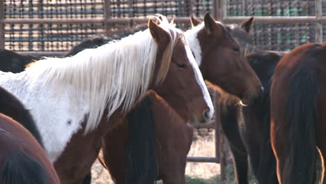 The-Bureau-Of-Land-Management-Rounds-Up-Wild-Horses-And-Loads-Them-Into-Pens-And-Corrals