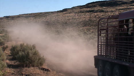 La-Oficina-De-Administración-De-Tierras-Libera-Caballos-Salvajes-En-La-Naturaleza