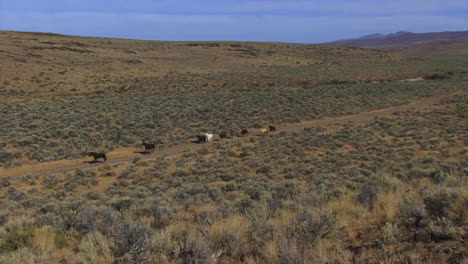 The-Bureau-Of-Land-Management-Releases-Wild-Horses-Into-The-Wild-3