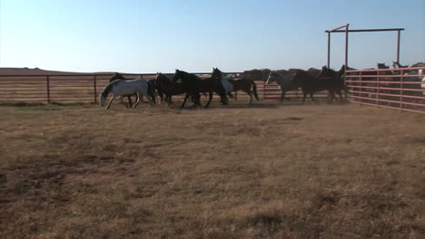 Wild-Horses-Are-Herded-Through-Pens-By-The-Bureau-Of-Land-Management