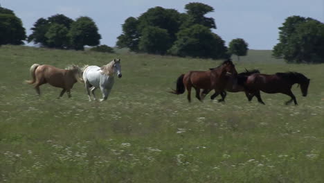 Wild-Horses-Running-1