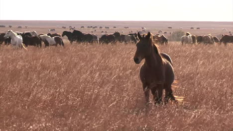Wild-Horses-Enjoy-Long-Term-Pasture-In-The-Spring-Overseen-By-The-Bureau-Of-Land-Management-1