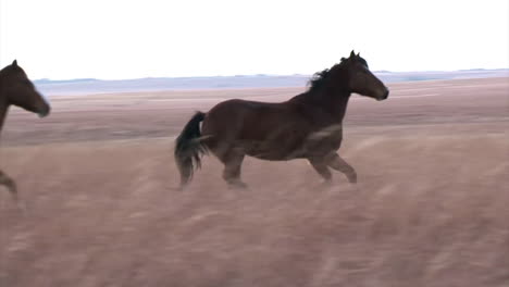 Wild-Horses-Running-2