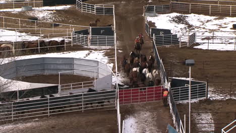 The-Wild-Horse-Inmate-Program-In-Colorado-Domesticates-Horses-1