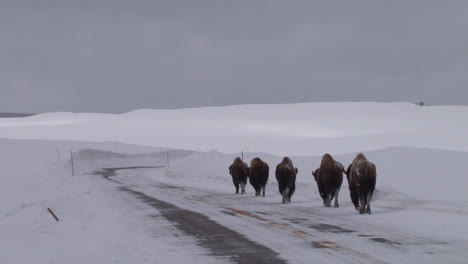 Bisontes-Pastan-Y-Caminan-En-El-Parque-Nacional-De-Yellowstone-En-Invierno
