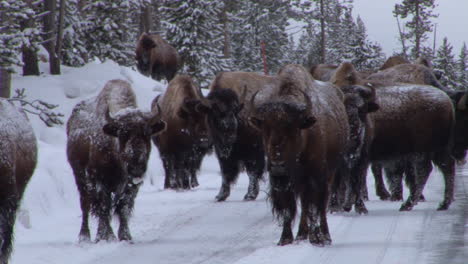 Bisonbüffel-Grasen-Und-Gehen-Im-Winter-Im-Yellowstone-Nationalpark-1