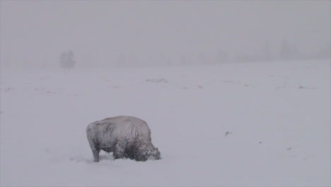 Bison-Buffalo-Graze-And-Walk-In-Yellowstone-National-Park-In-Winter-2