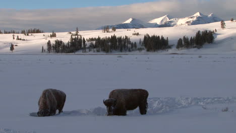 Bisonbüffel-Grasen-Und-Wandern-Im-Yellowstone-Nationalpark-Im-Winter-4
