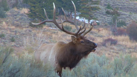 A-Large-Elk-Walks-Through-The-Forest-And-Calls-Out-To-A-Mate-4