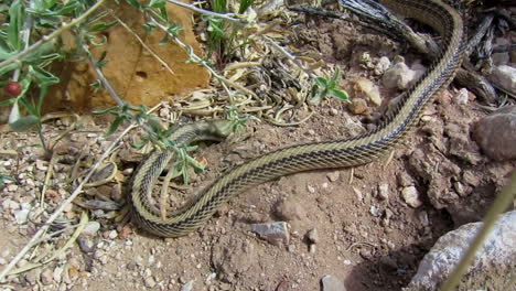 A-Garter-Snake-Slithers-Across-The-Desert-And-Attempts-To-Strike-When-Followed