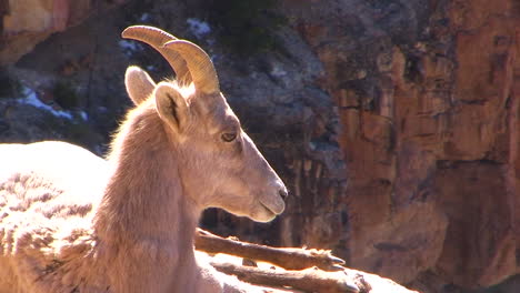A-Bighorn-Sheep-Lays-On-A-Mountainside-1