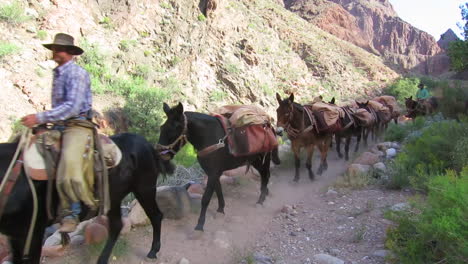 Ein-Packesel-Team-Navigiert-Den-Weg-Zum-Grund-Des-Grand-Canyon