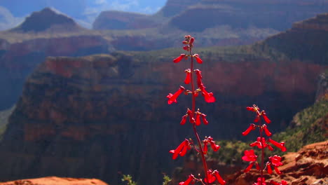 Wildflowers-Grow-In-The-American-Southwest-2