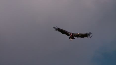 Ein-Kondor-Schwebt-über-Dem-Grand-Canyon-Nationalpark-2