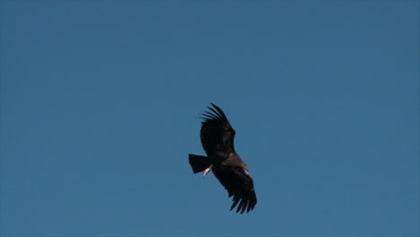 Ein-Kondor-Schwebt-über-Dem-Grand-Canyon-Nationalpark-4