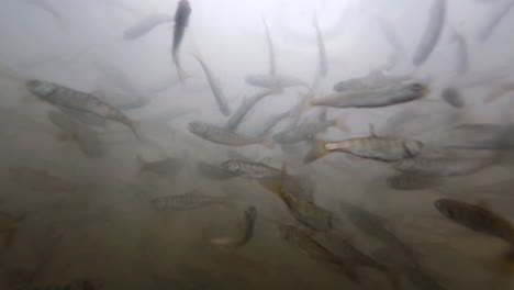 Californias-Delta-Stint-Fisch-Schwimmt-Vor-Einem-Dunklen-Hintergrund