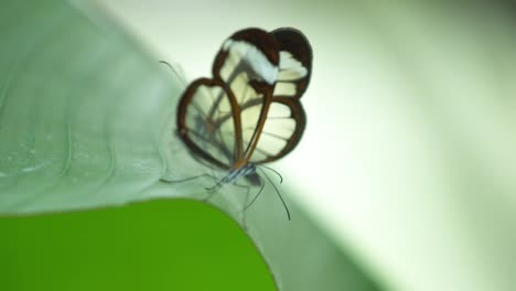 Schmetterlingsmakro-11