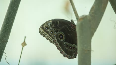 Schmetterlingsmakro-13