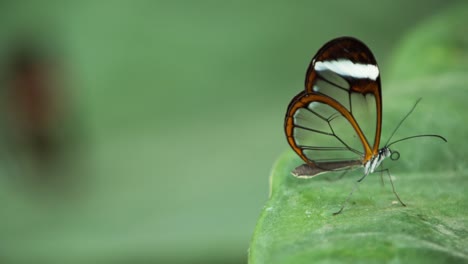Schmetterlingsmakro-17