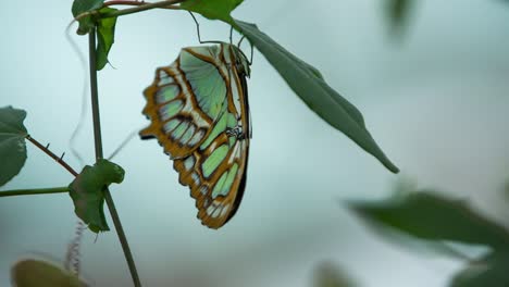 Schmetterlingsmakro-21