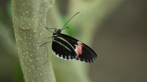 Schmetterlingsmakro-23