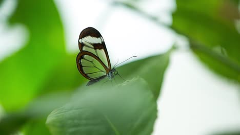Schmetterlingsmakro-24