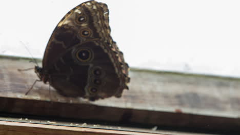 Schmetterling-Makro-30