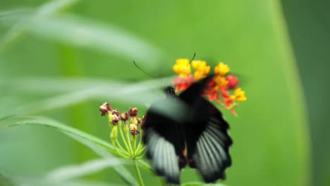 Schmetterlingsmakro-38
