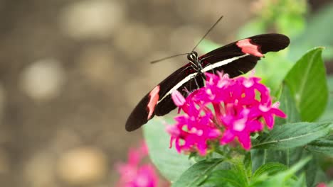 Schmetterlingsmakro-39