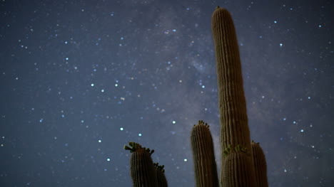 Kaktus-Starlapse