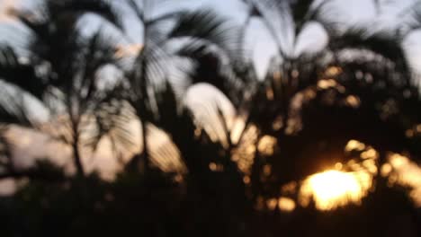 Cancun-Palms-Sunset-4
