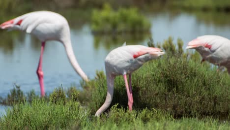 Carmargue-Flamingos-19