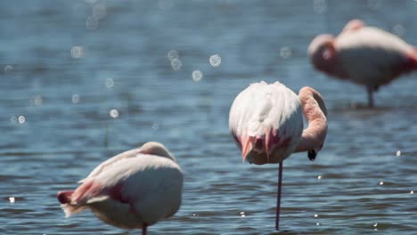 Carmargue-Flamingos-24