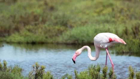 Carmargue-Flamingos-59