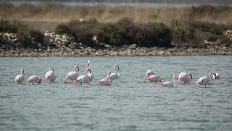 Delta-Flamingos-00