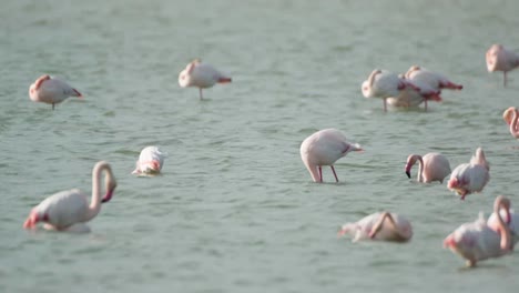 Delta-Flamingos-08