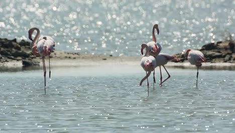 Delta-Flamingos-19